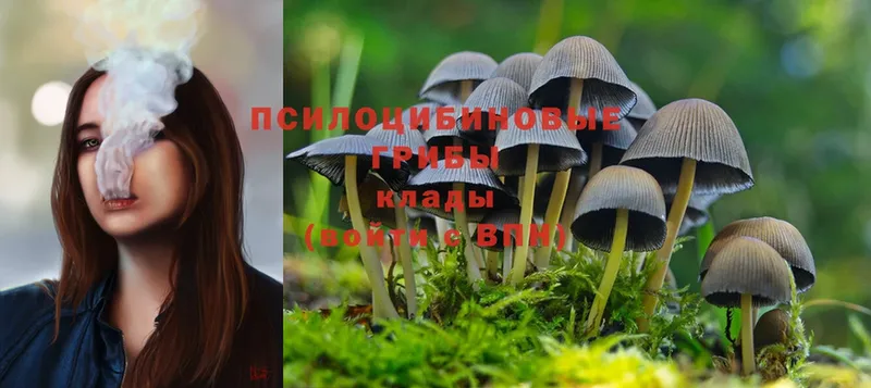 Галлюциногенные грибы Psilocybe  Нижнекамск 